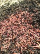 Live worms